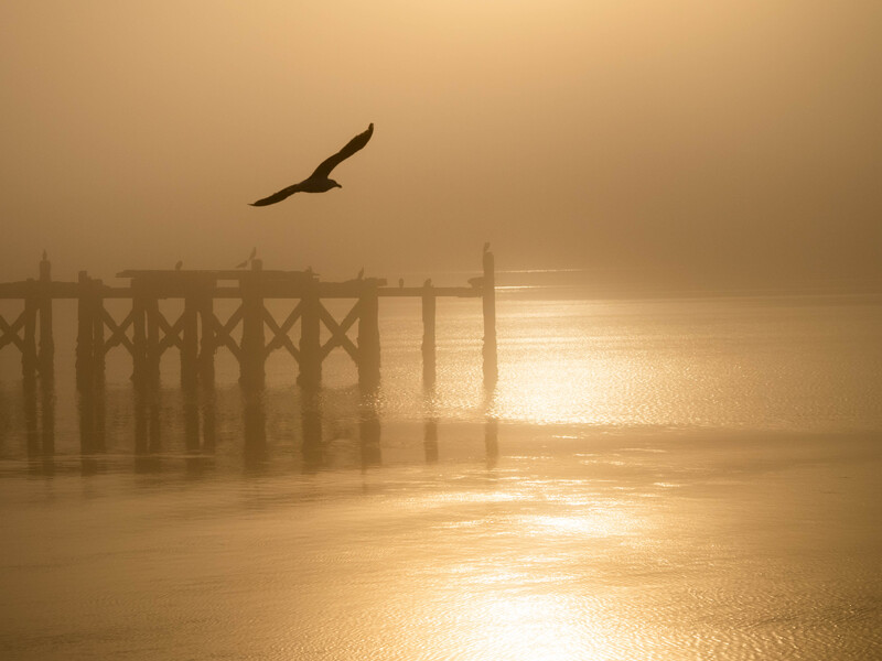 Silhouetted bird flying over a wooden pier at sunrise, shrouded in heavy fog.