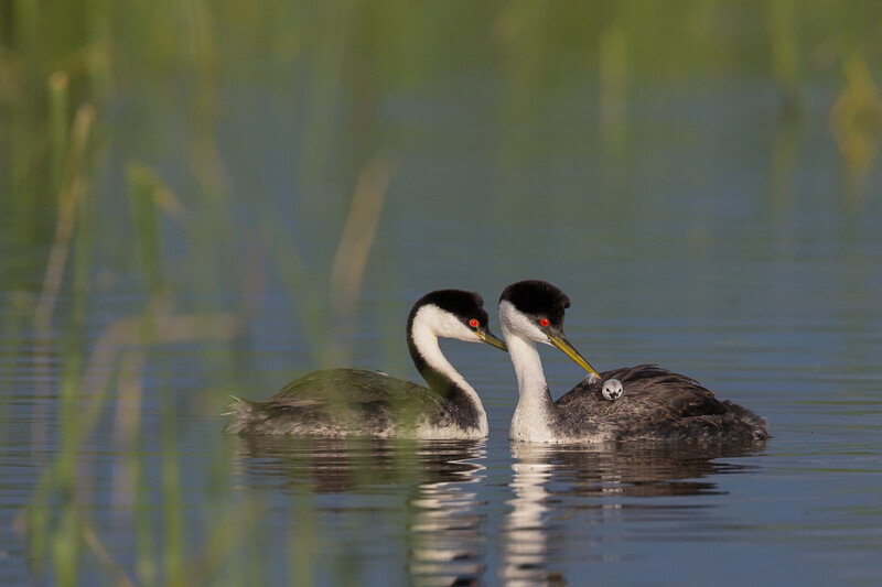 Two crested grebes swimming side by side in shallow water with reeds visible on the left.