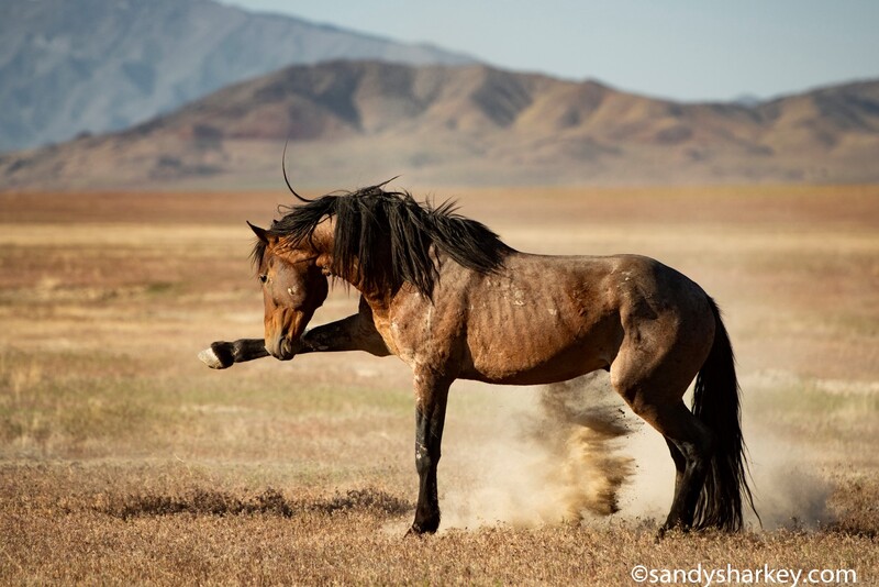 Wild horse scratching its neck with hind leg in arid desert landscape.