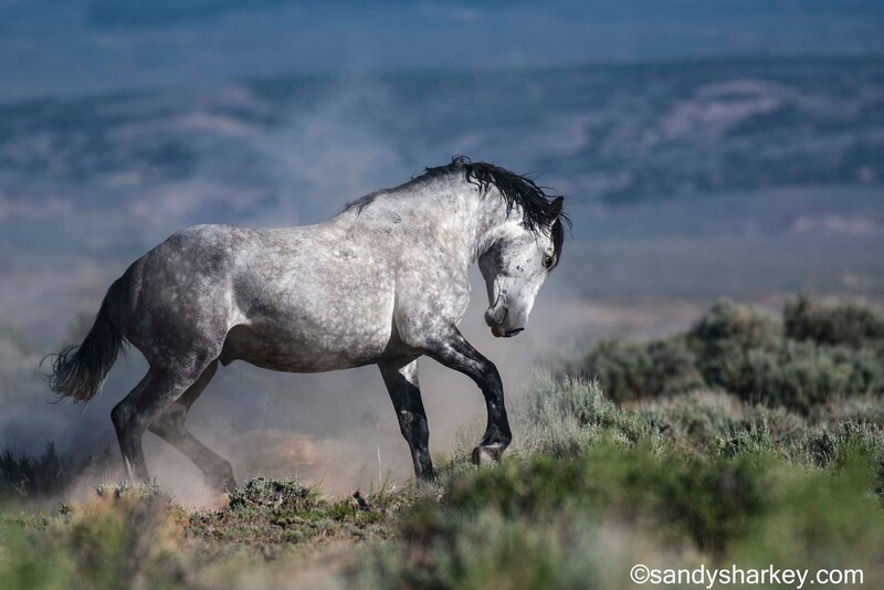 Gray horse with dark mane trotting through sagebrush in dusty terrain with mountains in background.