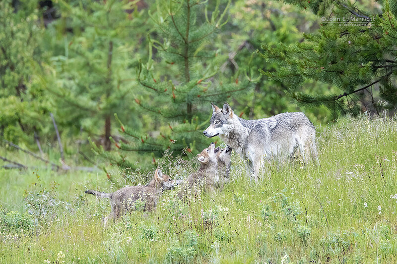 Gray wolf mother and pup in a grassy meadow with coniferous forest backdrop.