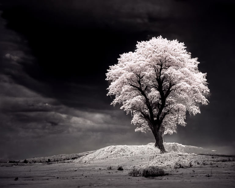Solitary tree with white frost-covered foliage standing on elevated ground against dark stormy sky.
