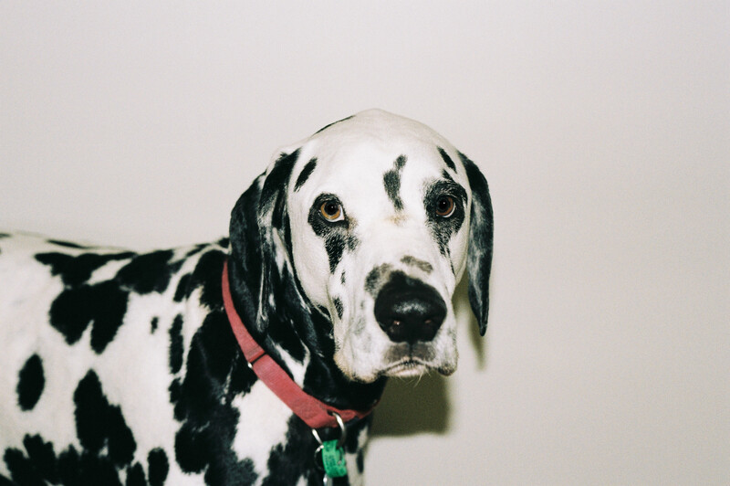 Black and white Dalmatian dog wearing a red collar with green tag, photographed against a neutral gray background.