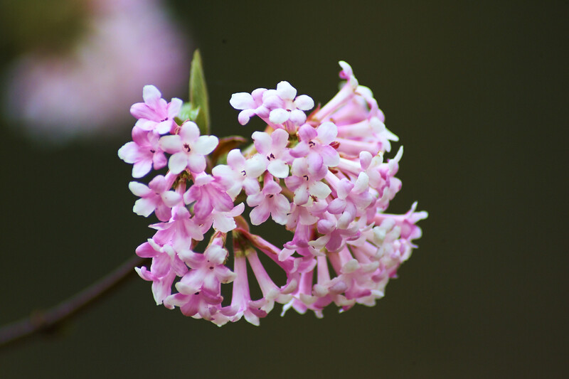 Delicate pink and white flower clusters with soft focus green background.