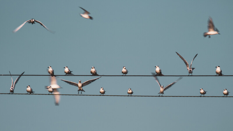 Birds perched on two parallel power lines with several in flight against a clear blue sky.