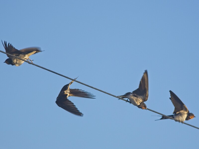 Four birds in flight perched on a power line against a clear blue sky.