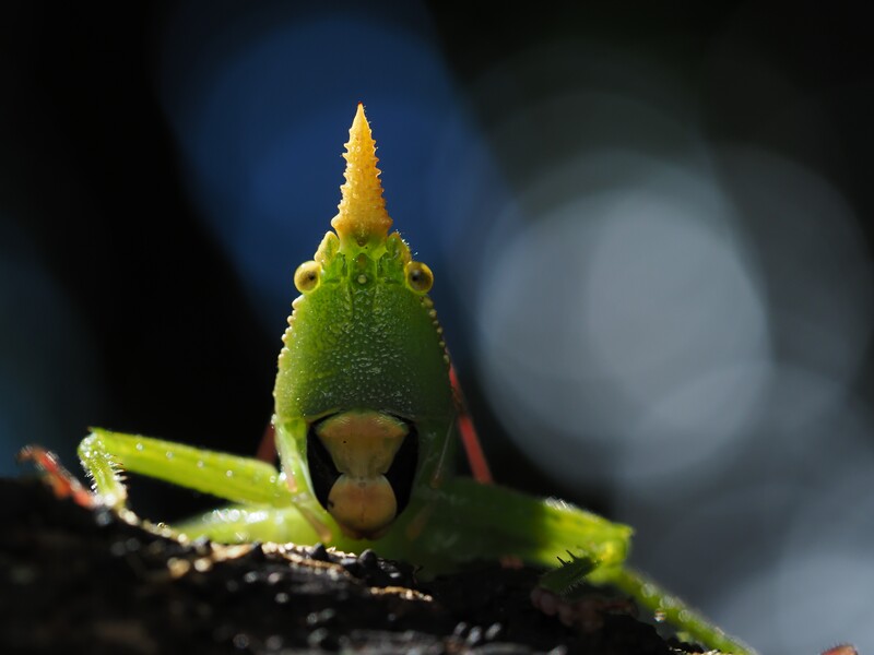 Close-up of a bright green katydid with pointed head crest and open mouth against dark blue bokeh background.