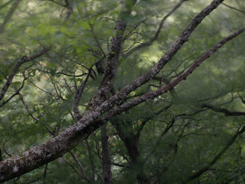 Lichen-covered tree branch extending diagonally across a soft, blurred green forest background.