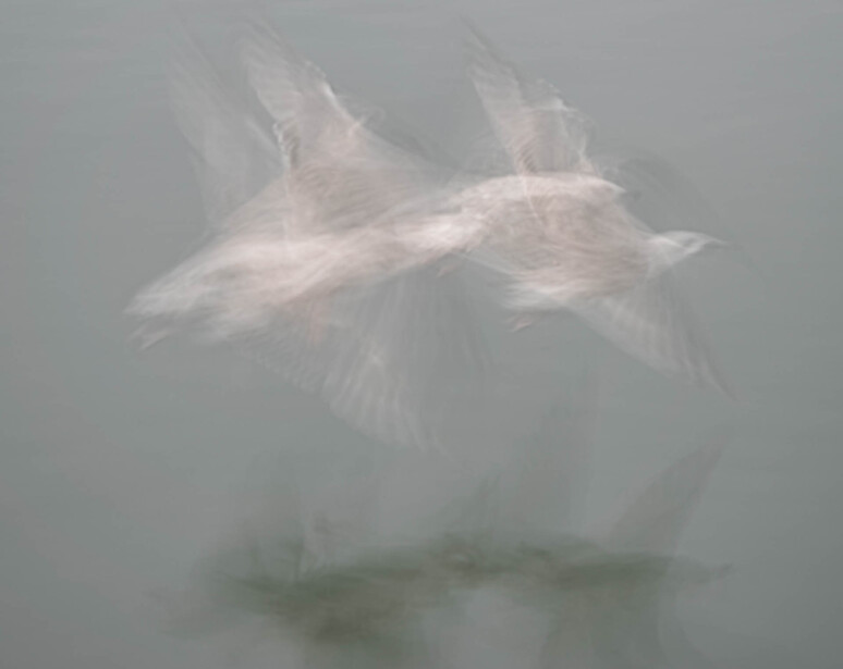 Two white birds in flight against a misty gray background with water below.