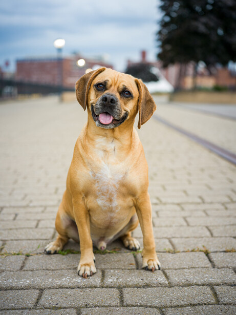 Yellow Labrador Retriever sitting on a paved surface, looking directly at the camera with a calm expression.