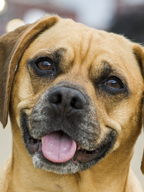 Close-up portrait of a yellow Labrador Retriever with mouth open in a happy expression.