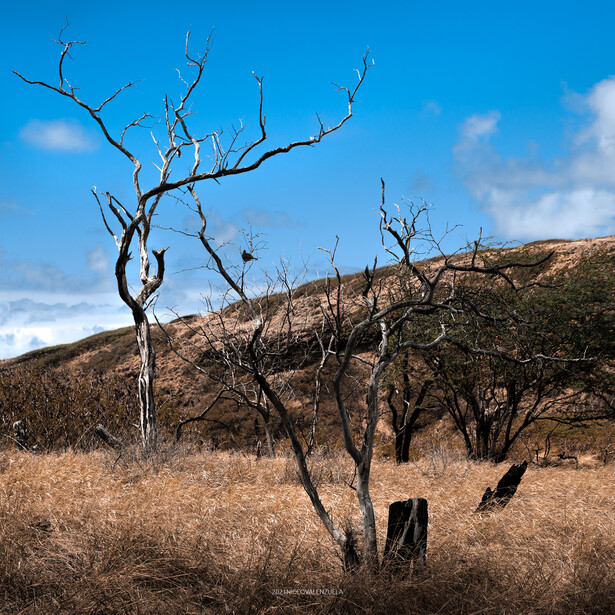 Charred trees standing in dry grassland under clear blue sky with distant hills.