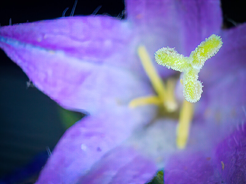 Macro photograph of purple flower with yellow-green stamens in sharp focus against blurred floral background.