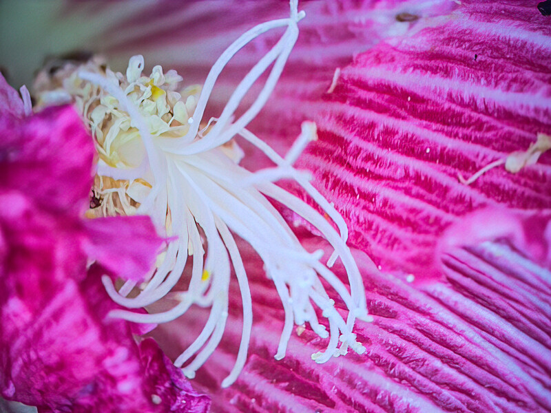 White flower with delicate, thin petals and yellow stamens against vibrant magenta blurred background.