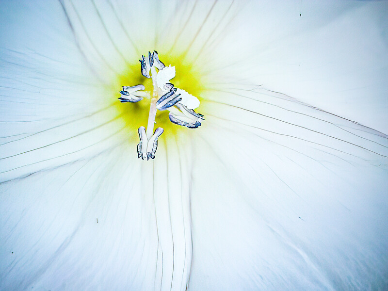 Close-up macro photograph of a white flower's center with blue stamens and yellow pistil against soft-focused petals.