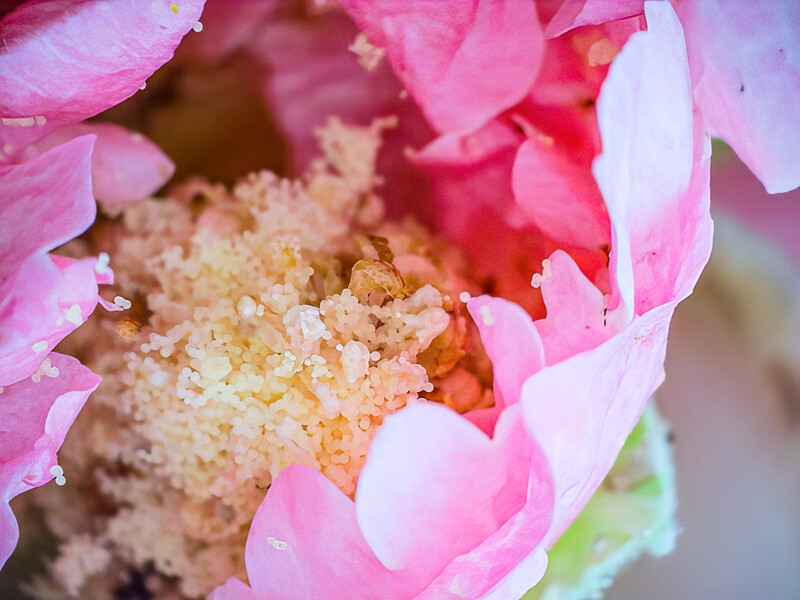 Pink flower petals with golden pollen stamen in close-up macro photography.