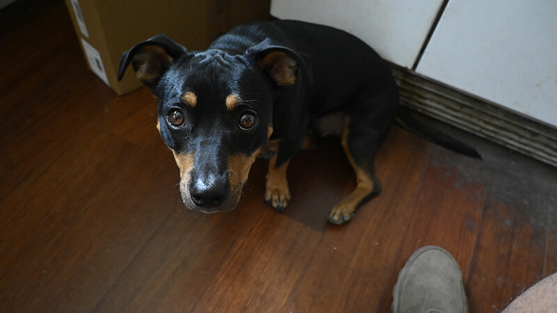 Black and tan dog looking up at camera from wooden floor indoors.