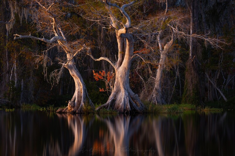 Gnarled cypress trees with Spanish moss reflected in still water during golden hour lighting.