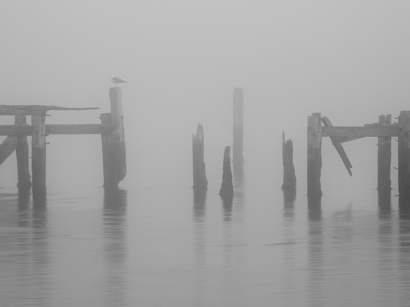 Weathered wooden pilings and structural supports emerging from still water in dense fog.