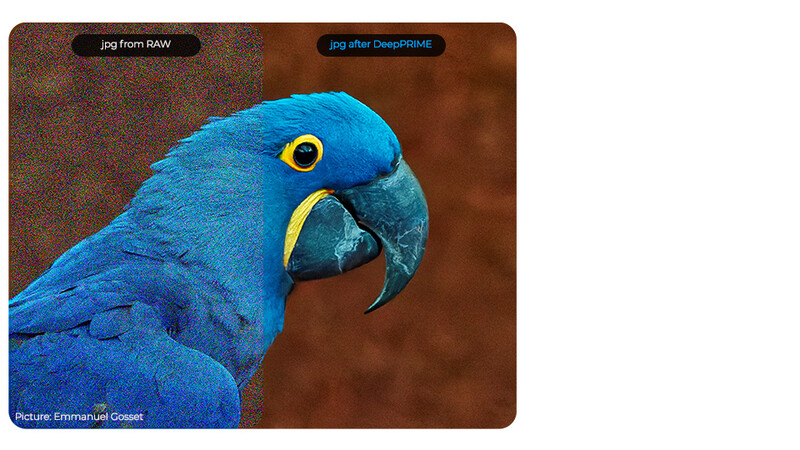 Close-up portrait of a blue macaw with yellow eye-ring and black beak against brown background.