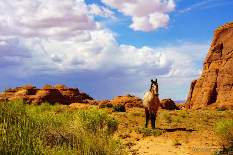 Horse standing in arid landscape with red rock formations and green vegetation under blue sky.