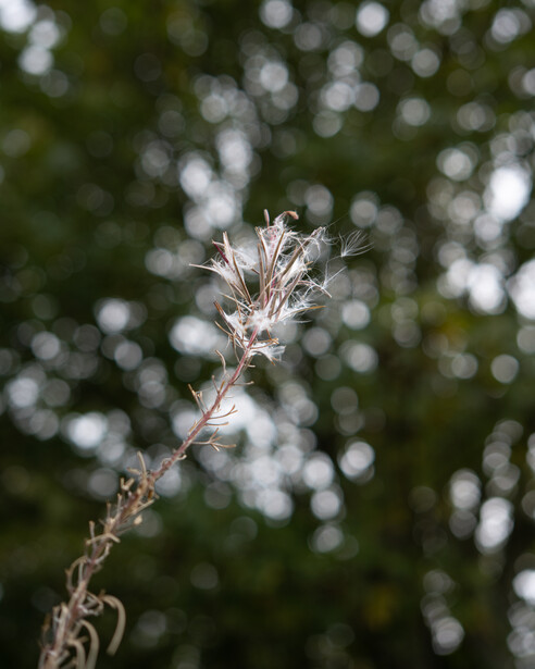 Dried seedpod in sharp focus against bokeh foliage background.