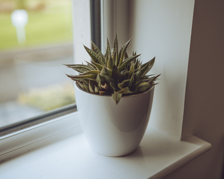Potted succulent plant with pointed green and brown leaves on a white windowsill.