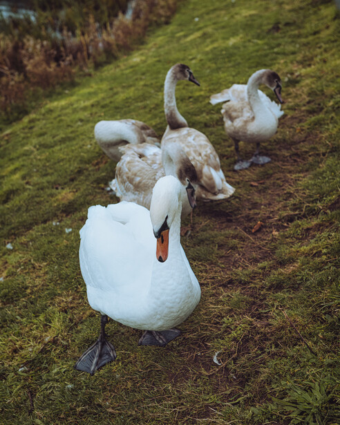 Three white swans walking on grassy ground, viewed from above at a slight angle.