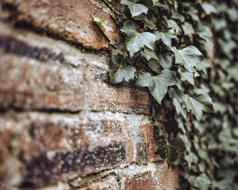 Climbing ivy with small leaves growing up the side of a weathered brick wall in natural daylight.