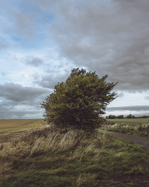 Solitary windswept tree in expansive rural landscape under dramatic cloudy sky.