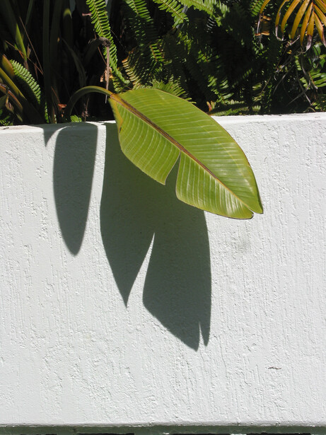 Bright green tropical leaves casting sharp shadows on a white textured wall in natural sunlight.
