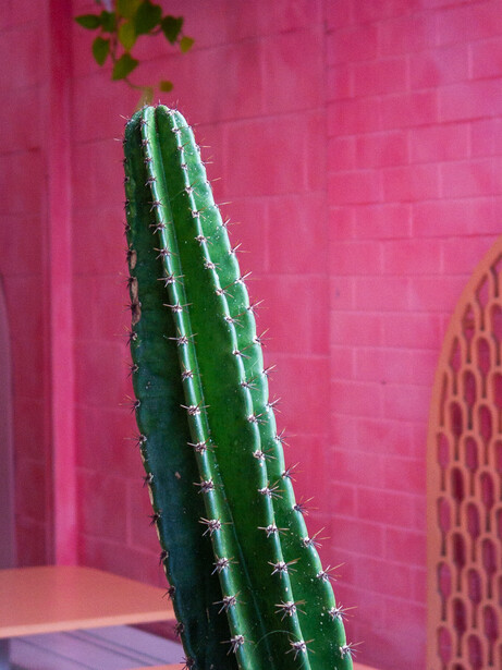 Tall columnar cactus with sharp spines against a vibrant pink tiled wall.