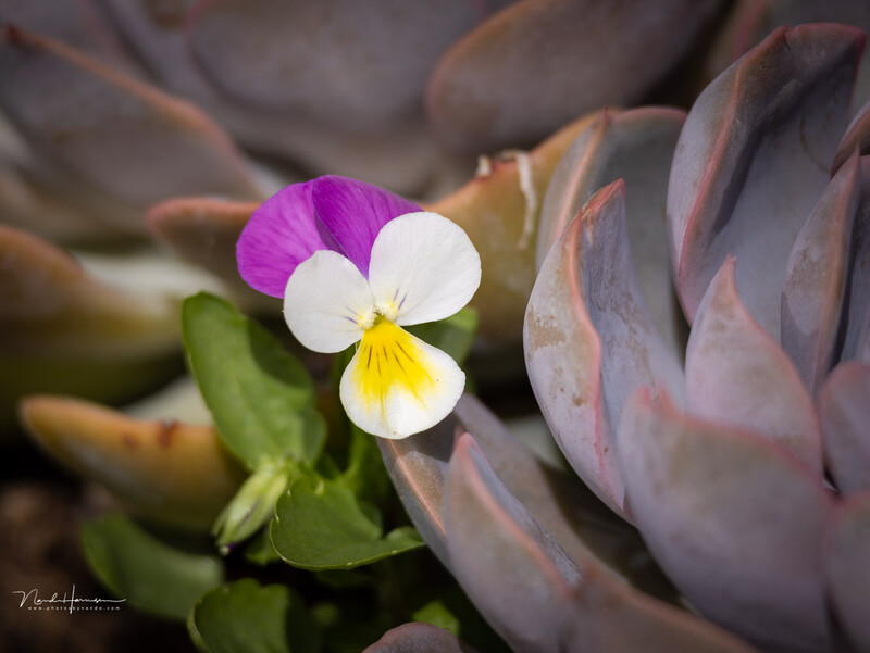 This small flower is only 2 centimeter in size. (EOS R5 + RF100-400 at 400mm, ISO100, f/8, 1/800s)