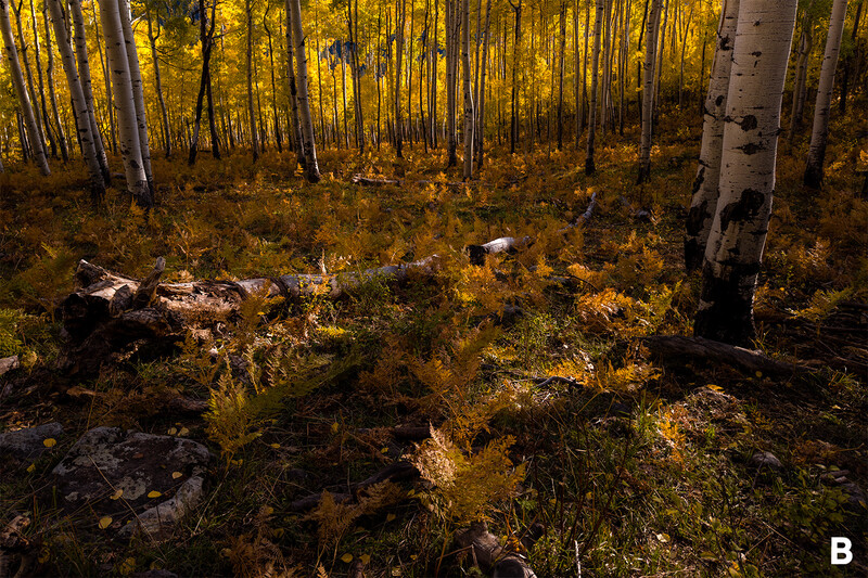 Golden aspen forest in autumn with white-barked trees, fallen logs, and yellow ground vegetation.
