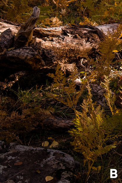 Submerged logs and rocks in shallow water with aquatic plants and golden sunlight filtering through.
