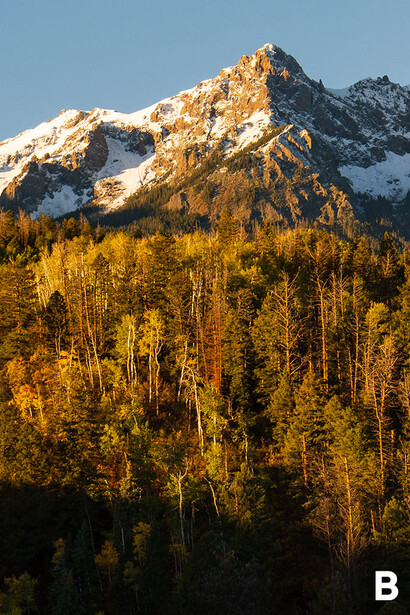 Snow-capped mountain peak rising above a dense forest of golden larch trees in autumn.