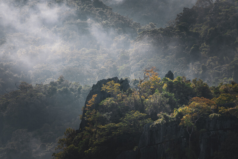Misty forest landscape with dramatic rock outcropping piercing through layered clouds and tree canopy.