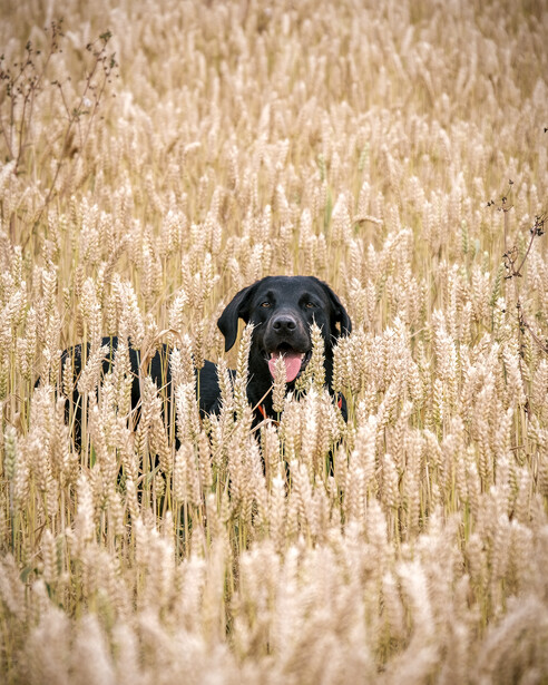 Black dog standing in a tall grain field, looking toward the camera.