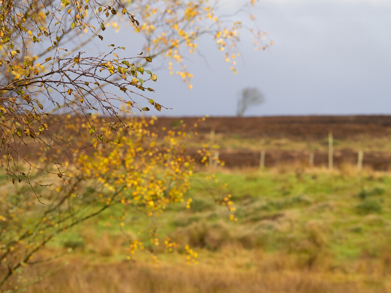 Autumnal tree branch with golden foliage in sharp focus, with blurred pastoral landscape and overcast sky beyond.