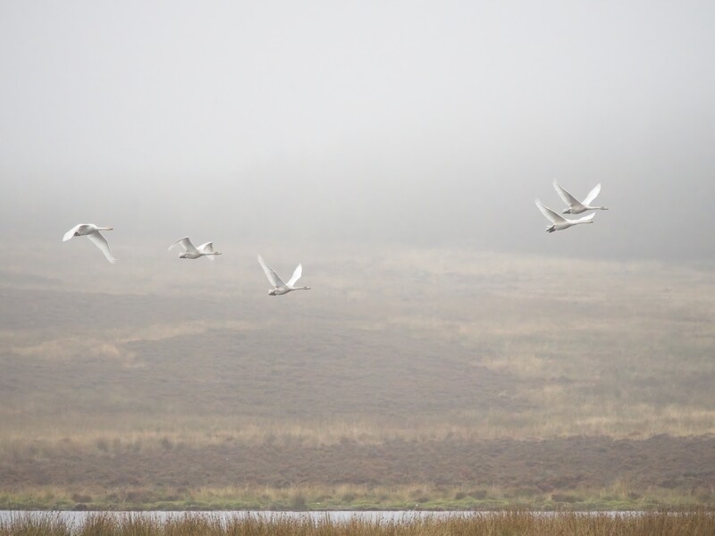Four white birds in flight over a misty landscape with water and trees below.