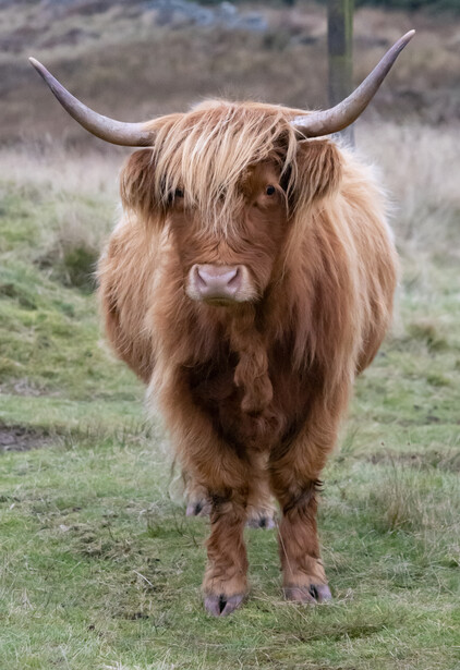 Highland cattle with long horns standing in a grassy pasture, facing the camera.