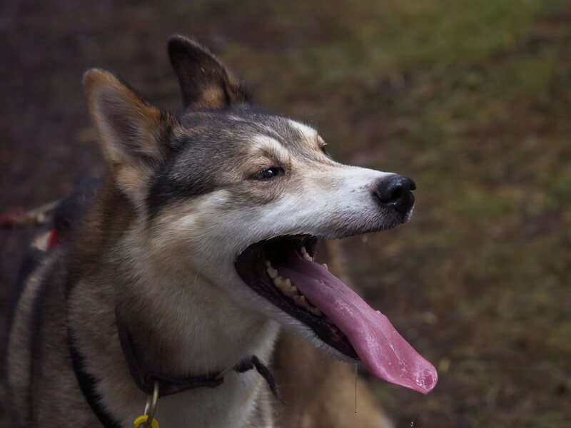 Gray and white husky with tongue out, head tilted upward against blurred outdoor background.