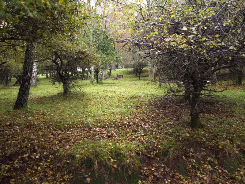 Park with scattered autumn leaves covering grass beneath mature trees on overcast day.