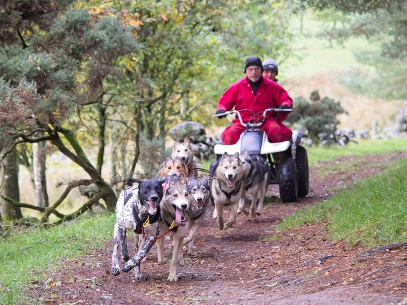 Dog sled team running on a dirt trail with musher on sled in red jacket.