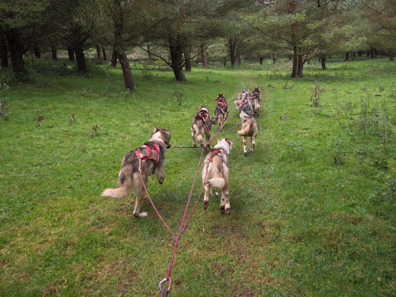 Pack of dogs on leash walking through grassy meadow dotted with trees.