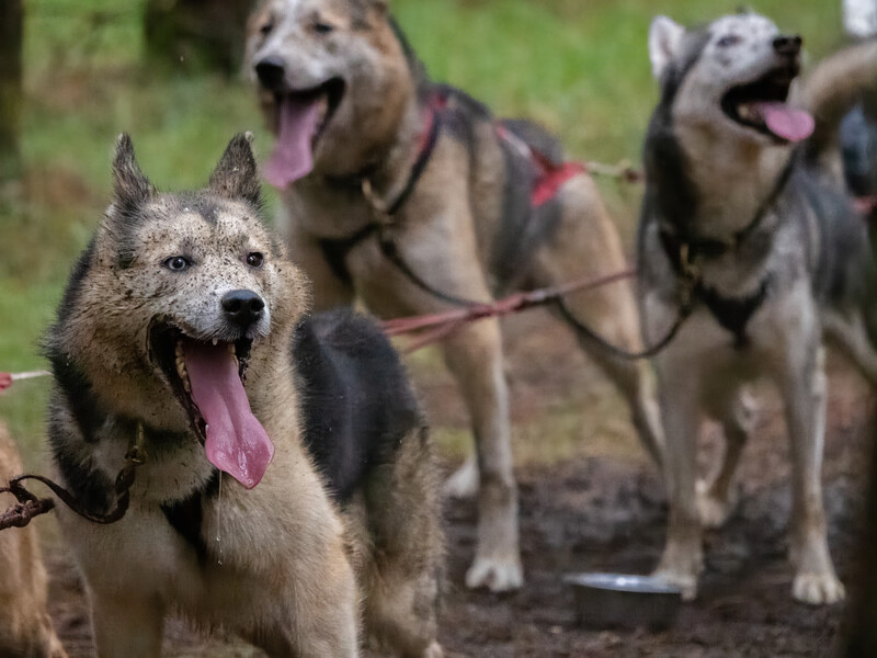 Team of sled dogs in harnesses lined up on grass, with tongues out and alert expressions.