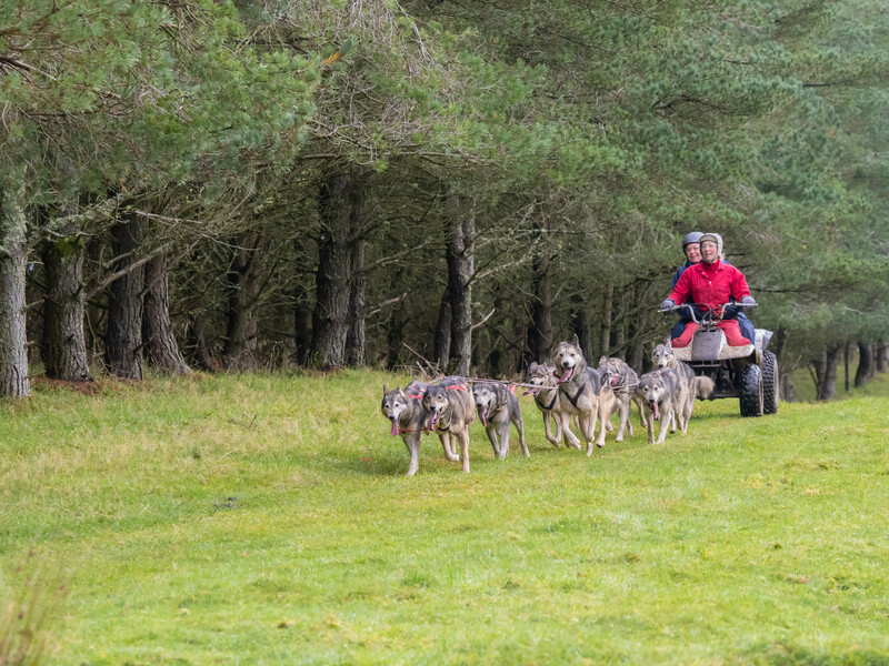 A person in a red shirt on an ATV follows a pack of sled dogs across a grassy field bordered by pine forest.