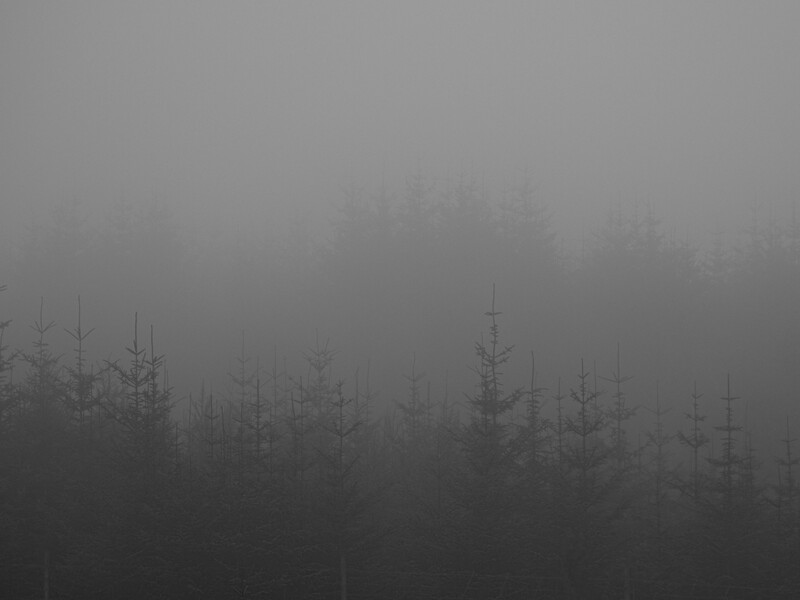 Misty forest with silhouetted evergreen trees fading into dense fog.