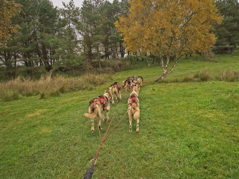 Pack of hunting dogs running in single file across a grassy field with autumn trees in the background.