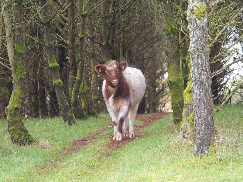 Brown and white cow walking on a dirt path through a wooded area with moss-covered trees.